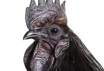 Close-up on a Ayam Cemani rooster chicken, isolated on white