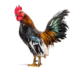 Side view of a Serama rooster, chicken