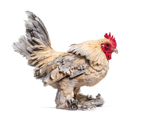 Old serama hen, isolated on white