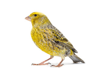 Canary standing - Colored LIZZARD- isolated on white