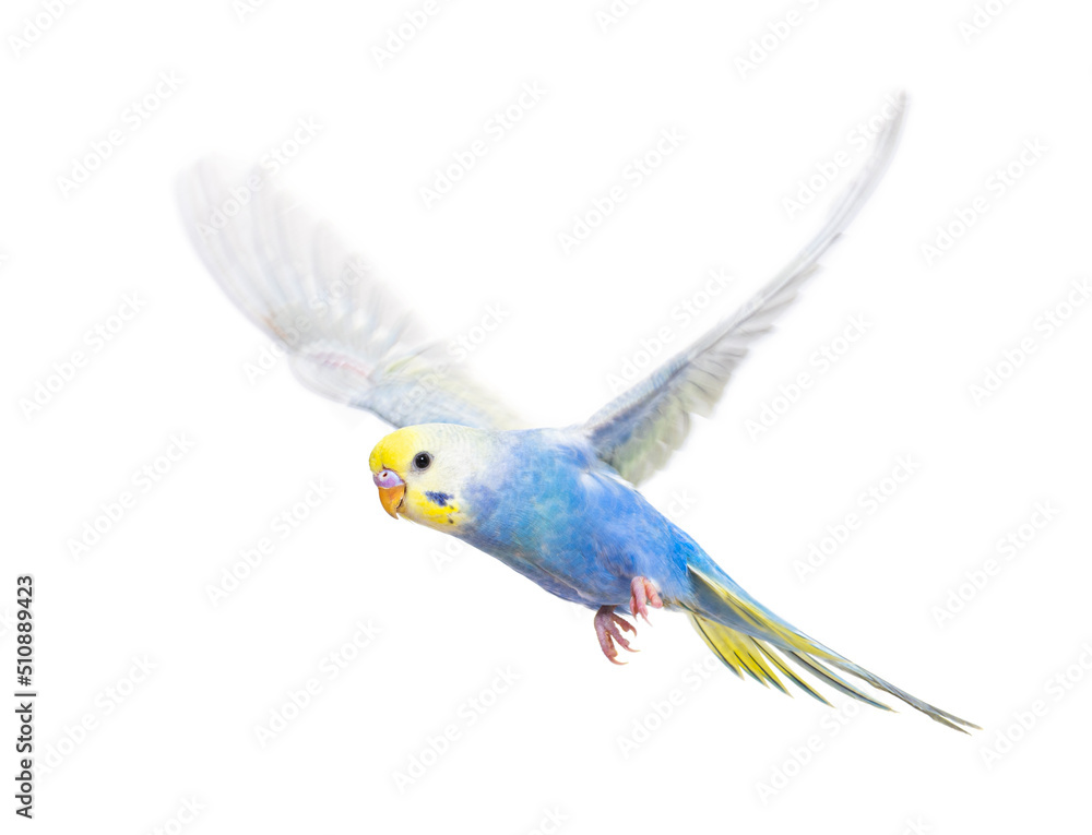 Canvas Prints side view of budgerigar bird flying, blue rainbow colloration,isolated on white