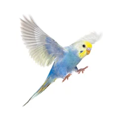 Selbstklebende Fototapeten Side view of Budgerigar bird flying,  blue rainbow colloration,isolated on white © Eric Isselée