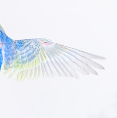 Top view macro, close-up of a deployed Budgerigar wing,  blue rainbow colloration