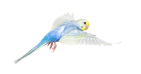 Side view of Budgerigar bird flying,  blue rainbow colloration,isolated on white