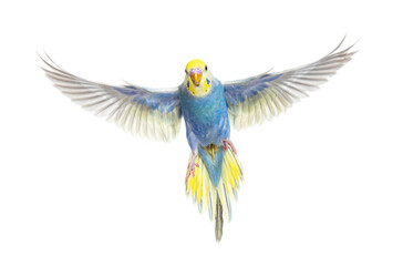 Blue rainbow Budgeriar bird flying wings spread facing at the camera, isolated on white