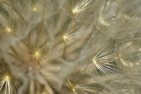 Detalle diente de le&oacute;n (macro) fondo con textura