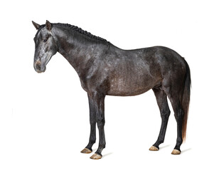 Fototapeta na wymiar Profile Lusitano, Portuguese horse, isolated on white