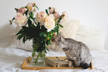 Cute cat of the Scottish straight and vase with bouquet white pink peonies flowers, open book on a...