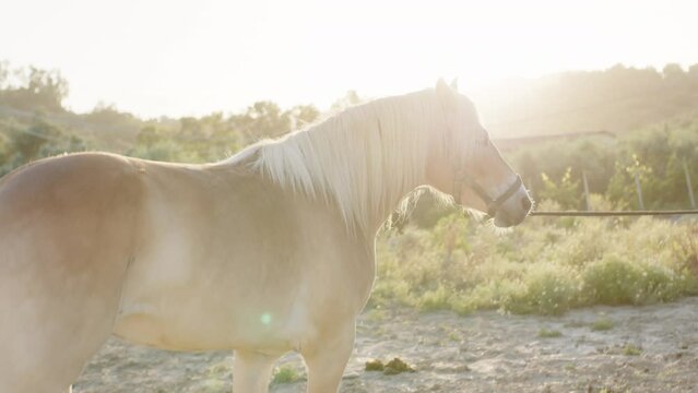 Brown horse in the corral