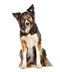 Sitting Tri collored Border Collie looking at the camera, two years old, isolated