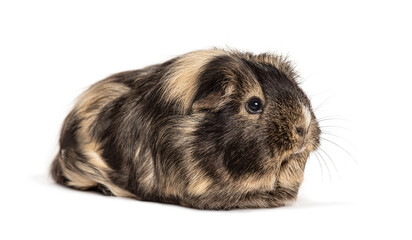 Fototapeta premium Brown and black Guinea pig, standing in front, isolated