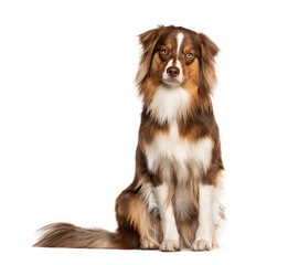 Red tricolor young one year old Australian Shepherd dog, looking at the camera