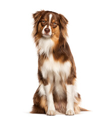 Red tricolor young one year old Australian Shepherd dog, looking at the camera