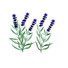 watercolor illustration of a set of lavender flowers on a white background hand drawn
