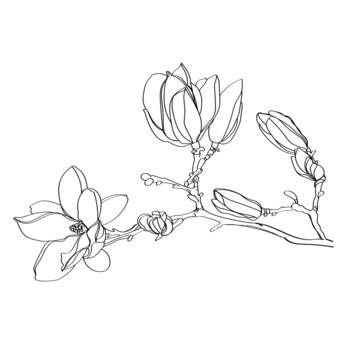 recommend clip art: black and white line illustration of magnolia flower on a white background