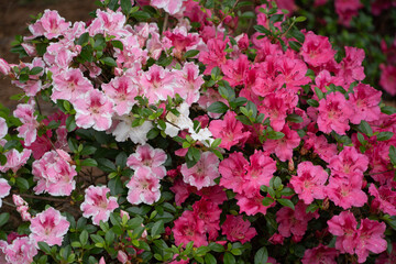 Pink and Red Azaleas