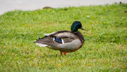 Mallard Duck