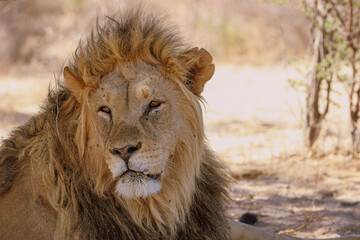 Fototapeta na wymiar Male lion in the Kgalagadi