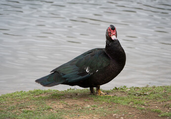 Proud Muscovy Duck