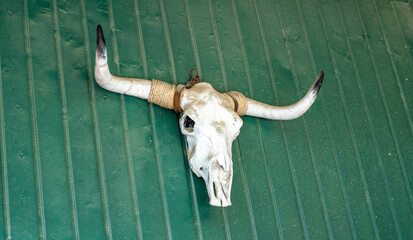 close up of a bull skull