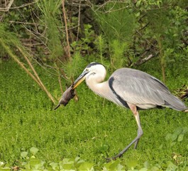 Nature's Harsh Realities as a Blue Heron Catches a Bunny