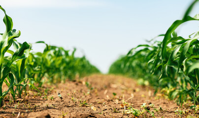 Green small corn sprouts in cultivated agricultural field, low angle view. Agriculture and...