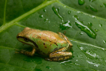 Closeup of a tiny, young green Pacific tree frog resting on a darmera leaf with water drops
