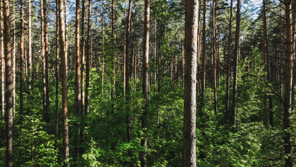 Pine forest in summer. Pinery. Aerial view
