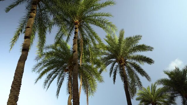 Palm trees with the sky