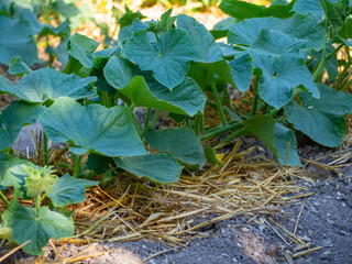 A young organic cucumber plant growing on a mulching litter of straw. plants on mulch