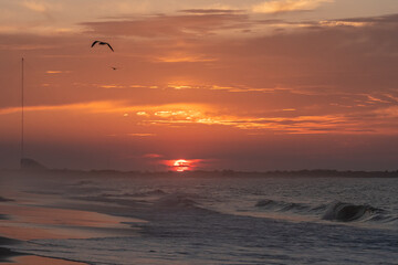 Shore bird flying over the waves at sunrise in Cape May , New Jersey coastline