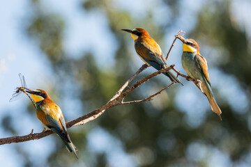 Bee-eaters with an insect in their beak, resting on a branch