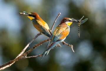 Bee-eaters with an insect in their beak, resting on a branch