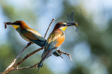 Bee-eaters with an insect in their beak, resting on a branch