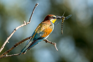 Bee-eaters with an insect in their beak, resting on a branch