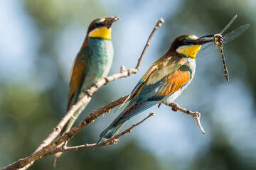 Bee-eaters with an insect in their beak, resting on a branch