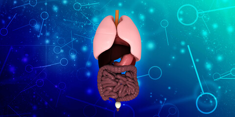 
3d illustration human digestive system
