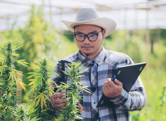 Professional researchers work in cannabis fields. They were examining the plants using calipers to measure the size of the cannabis flower. The concept of cannabis flowers and measuring instruments