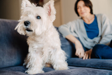 White terrier sitting on couch with her owner at home