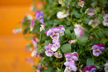 Closeup photography of violet pansies in the pot.