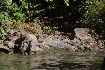 Naklejka na ściany i meble Krokodile mit hungrigen Mäulern am Ufer.