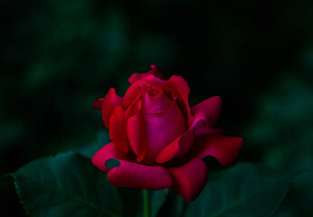 single red rose
