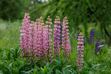 Pink and blue lupines bloom in the green garden