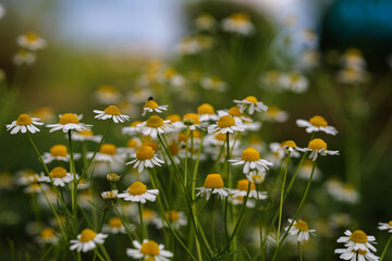Chamomile blooms in the garden