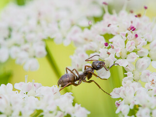 Ameise auf Giersch-Blüten