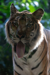 Funny Sleepy Indochinese Tiger