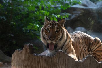 Funny Sleepy Indochinese Tiger