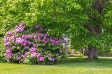 Garden landscape with the blooming hydrangea in Newport, Rhode Island