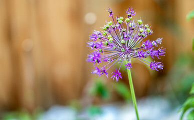 Wild onion flower bulb. Allium flower. Inflorescence of decorative onion in the garden