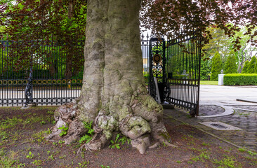 Beautiful tree trunks with exposed roots on the street of historic downtown Newport, Rhode Island